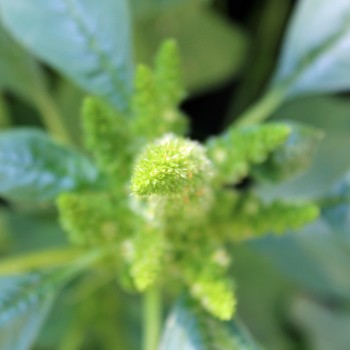 Amaranth Green Thumb (Samen)