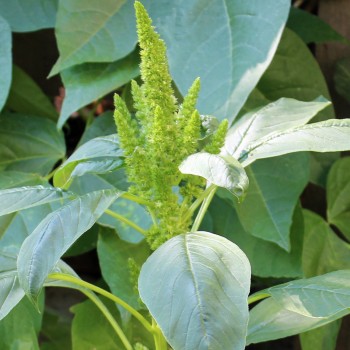 Amaranth Green Thumb (Samen)