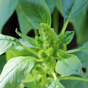 Amaranth Green Thumb (Samen)
