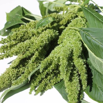 Amaranth Green Thumb (Samen)