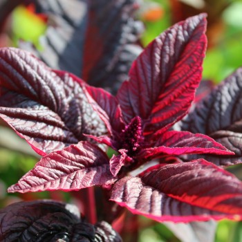 Amaranth Hopi Red Dye (Samen)
