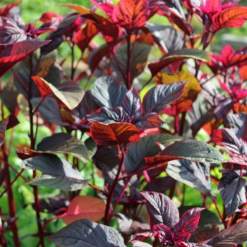 Amaranth Hopi Red Dye (Samen)