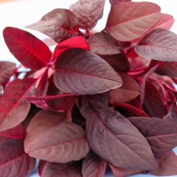 Amaranth Hopi Red Dye (Samen)