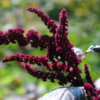 Amaranth Hopi Red Dye (Samen)
