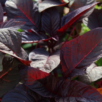 Amaranth Hopi Red Dye (Samen)