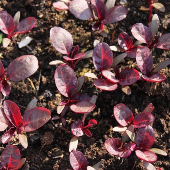 Amaranth Hopi Red Dye (Samen)