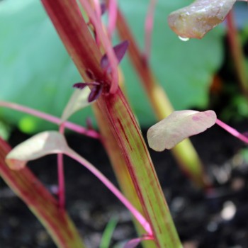 Amaranth Hopi Red Dye (Samen)
