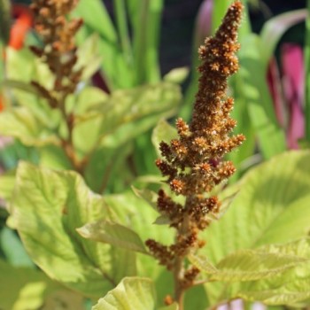 Amaranth Hot Biscuits (Samen)