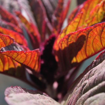 Amaranth Kerala Red (Samen)