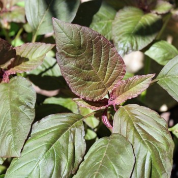 Amaranth Oeschberg (Samen)