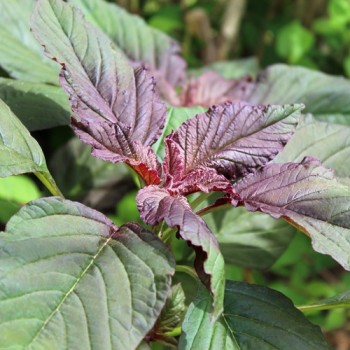 Amaranth Oeschberg (Samen)