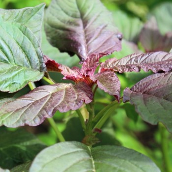 Amaranth Oeschberg (Samen)