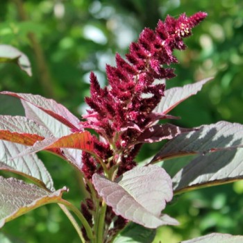 Amaranth Oeschberg (Samen)