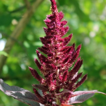 Amaranth Oeschberg (Samen)