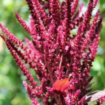 Amaranth Oeschberg (Samen)