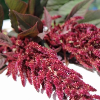 Amaranth Oeschberg (Samen)