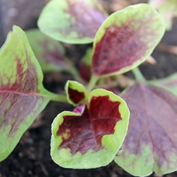 Amaranth Passion (Samen)