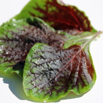Amaranth Passion (Samen)