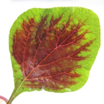 Amaranth Passion (Samen)