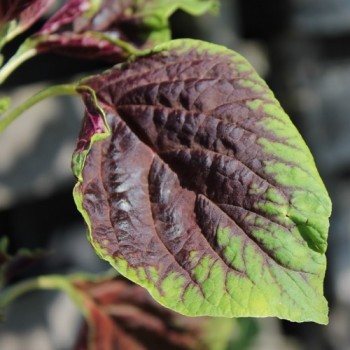 Amaranth Passion (Samen)