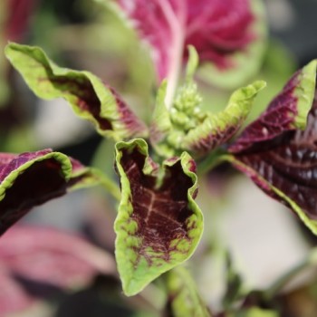 Amaranth Passion (Samen)