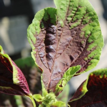 Amaranth Passion (Samen)