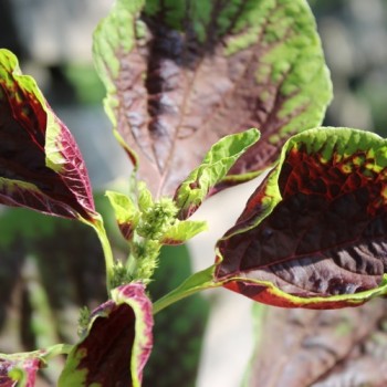 Amaranth Passion (Samen)