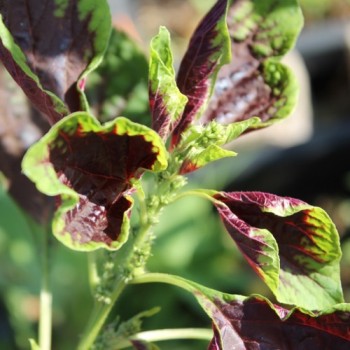 Amaranth Passion (Samen)