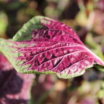 Amaranth Passion (Samen)
