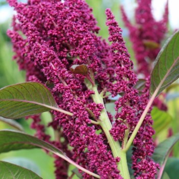 Amaranth Rio San Lorenzo (Samen)