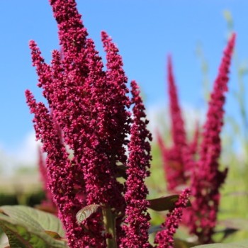Amaranth Rio San Lorenzo (Samen)