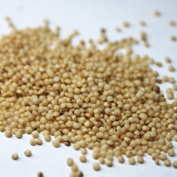 Amaranth Rio San Lorenzo (Samen)