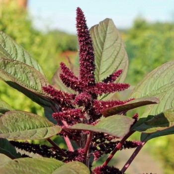 Amaranth Tarahumara Okite (Samen)