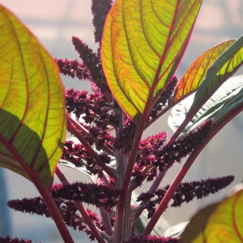 Amaranth Tarahumara Okite (Samen)
