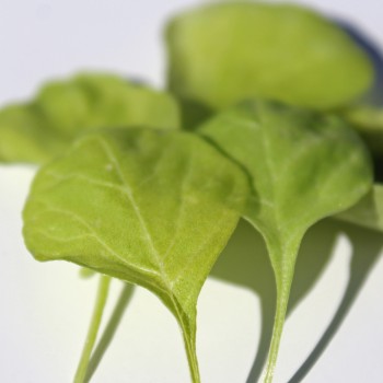 Gemüseamaranth White Leaf (Samen)