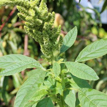 Amaranth Guatemalan (Samen)