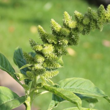Amaranth Guatemalan (Samen)