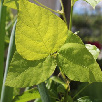 Amphicarpa - Erdbohne (Samen)