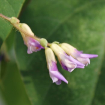 Amphicarpa - Erdbohne (Samen)