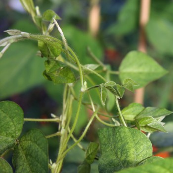 Amphicarpa - Erdbohne (Samen)