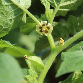 Ananaskirsche Zolotya Rossip (Samen)