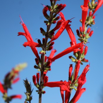 Ananassalbei (Pflanze)