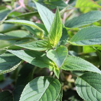 Ananassalbei (Pflanze)