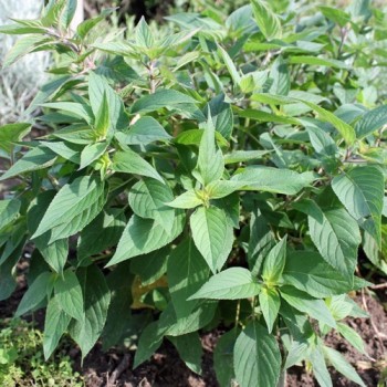 Ananassalbei (Pflanze)