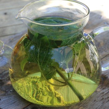 Ananassalbei (Pflanze)