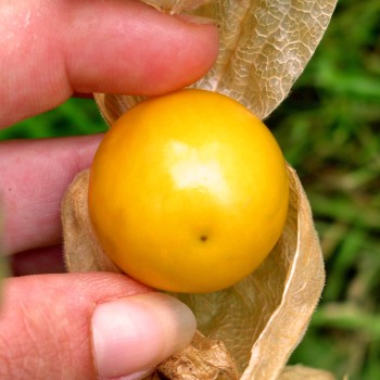 Andenbeere großfrüchtig (Samen)