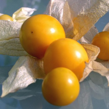 Andenbeere großfrüchtig (Samen)