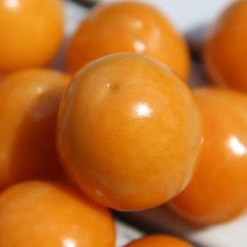 Andenbeere großfrüchtig (Samen)