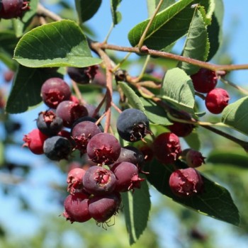 Apfel-Felsenbirne (Pflanze)