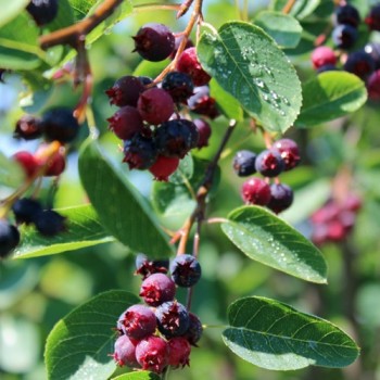 Apfel-Felsenbirne (Pflanze)